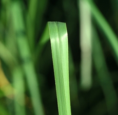 Vetiver Essential Oil: Amber Bottle / Essential Oil: 10 mL