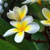 Frangipani Fragrance Oil: Amber Bottle / Fragrance Oil: 10 mL