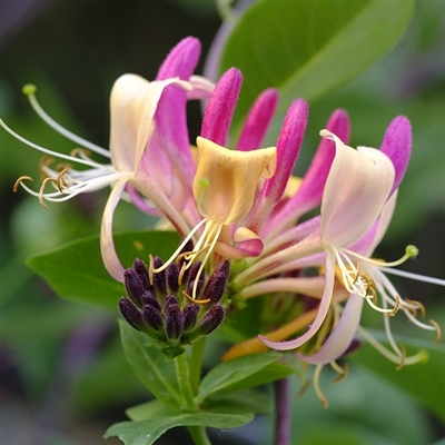 Honeysuckle Fragrance Oil: Amber Bottle / Fragrance Oil: 10 mL