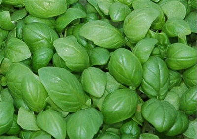 Basil, Organic (Bulk)