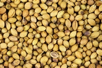 Coriander, Whole, Organic (Bulk)