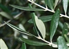 Olive Leaf, Organic (Bulk)