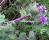 Burdock Root, Organic