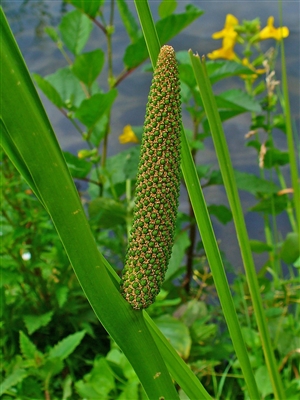 Calamus Root, Organic (Bulk)