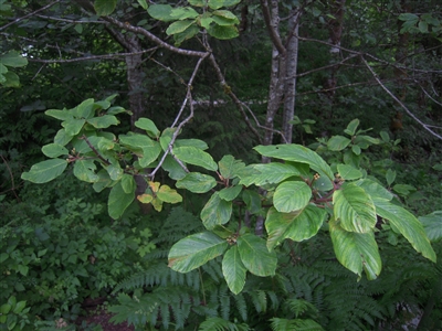 Cascara Sagrada