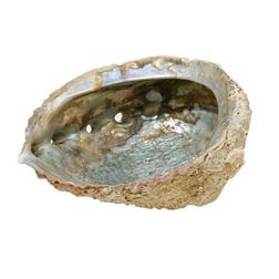 Abalone Shell Smudge Vessel