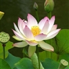 Lotus Blossom Fragrance Oil: Amber Bottle / Fragrance Oil: 10 mL