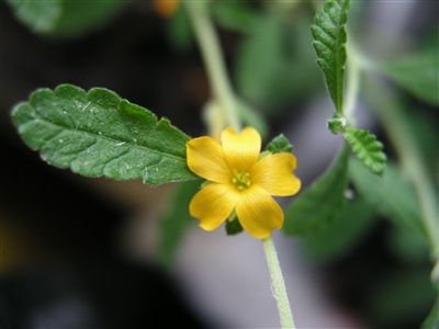 Damiana Powder, Organic