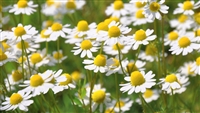 Chamomile: Bulk / Organic Chamomile Flowers, Cut & Sifted