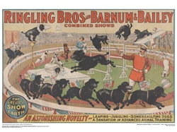 Ringling Somersault Dogs Poster