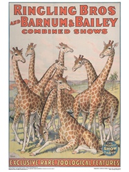 Ringling Giraffes Poster