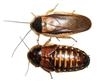 100 Small - Dubia Roaches