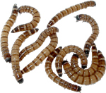 Large Superworms