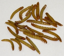 Medium Meal Worms