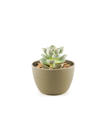 Succulent Pot