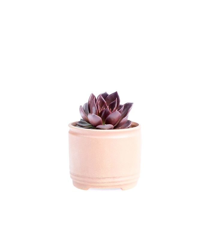 Succulent Pot