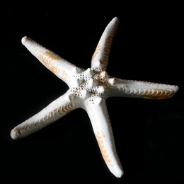 Starfish Ceramic Small - Natural White