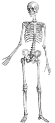 Anatomy and Biomechanics for Movement Professionals