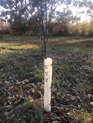 Tree Bark Protectors