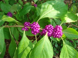 American Beautyberry