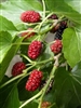 Red Mulberry