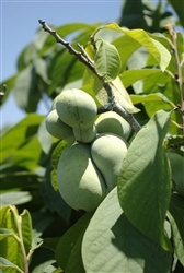 Common Pawpaw