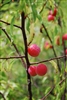 Chickasaw Plum