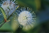 Buttonbush