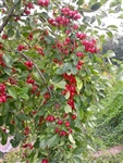 Callaway Crabapple