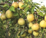 Stoney Hill Pear TM - 7 Gal (5-7') ($40)