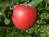 Limbertwig Apple