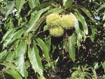 Hybrid Chestnut