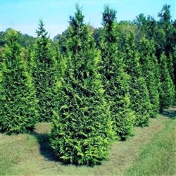 Thuja (Green Giant)