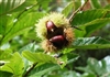 Chinese Chestnut