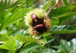 Chinese Chestnut