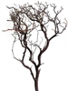 Standard Manzanita Branch, 24" Tall