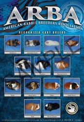 ARBA Color Cavy Breed Poster