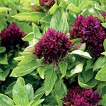 Cardinal Organic Basil Seeds