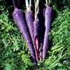 Purple Haze Hybrid Carrot Seeds