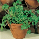 Longstanding Organic Cilantro Seeds