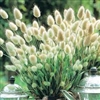 Bunny Tail Grass Seeds