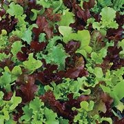 Gourmet Lettuce Salad Mix Seeds