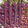 Dragon Purple Carrot Seeds Organic Heirloom