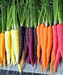 Rainbow Carrot Seeds