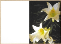 Large Sympathy Card Blank Lilies 1560014