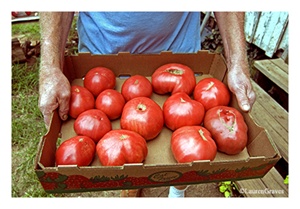 Fine Art Giclee Print - 'Box-o-'Maters'