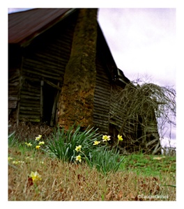 Fine Art Giclee Print - 'Daffodils Live On'