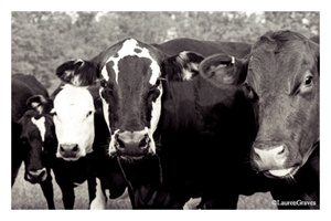 Fine Art Giclee Print - 'Cows'