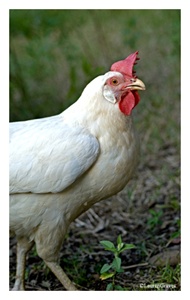 Fine Art Giclee Print - 'White Chicken'