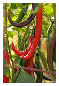 Fine Art Giclee Print - 'Cayenne Peppers'